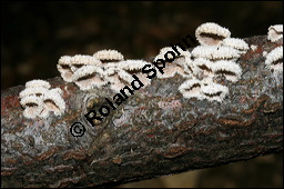 Spaltblttling, Schizophyllum commune, Basidiomyceten, Schizophyllum commune, Spaltblttling, Fruchtkrper Kauf von 00280schizophyllum_communeimg_5257.jpg