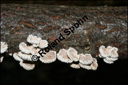 Spaltblttling, Schizophyllum commune, Basidiomyceten, Schizophyllum commune, Spaltblttling, Fruchtkrper Kauf von 00280schizophyllum_communeimg_5258.jpg