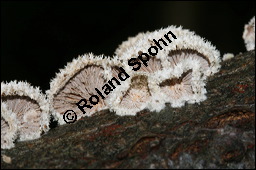 Spaltblttling, Schizophyllum commune, Basidiomyceten, Schizophyllum commune, Spaltblttling, Fruchtkrper Kauf von 00280schizophyllum_communeimg_5260.jpg