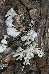 Spaltblttling, Schizophyllum commune, Basidiomyceten, Schizophyllum commune, Spaltblttling, Fruchtkrper Kauf von 00280schizophyllum_communeimg_5382.jpg