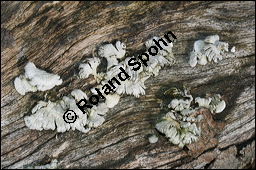Spaltblättling, Schizophyllum commune, Basidiomyceten, Schizophyllum commune, Spaltblättling, Fruchtkörper Kauf von 00280schizophyllum_communeimg_5383.jpg