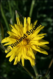 Garten-Schwarzwurzel, Scorzonera hispanica, Cichoriaceae, Scorzonera hispanica, Garten-Schwarzwurzel, Blütenköpfchen Kauf von 00282scorzonera_hispanicaimg_2212.jpg