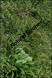 Färberscharte, Serratula tinctoria, Asteraceae, Serratula tinctoria, Färberscharte, Blühend Kauf von 00286serratula_tinctoriaimg_4330.jpg