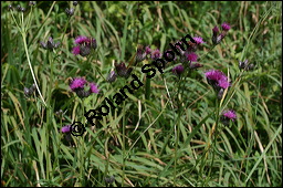 Färberscharte, Serratula tinctoria, Asteraceae, Serratula tinctoria, Färberscharte, Blühend Kauf von 00286serratula_tinctoriaimg_4331.jpg
