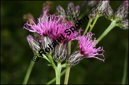 Färberscharte, Serratula tinctoria, Asteraceae, Serratula tinctoria, Färberscharte, Blühend Kauf von 00286serratula_tinctoriaimg_4332.jpg