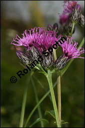 Färberscharte, Serratula tinctoria, Asteraceae, Serratula tinctoria, Färberscharte, Blühend Kauf von 00286serratula_tinctoriaimg_4334.jpg