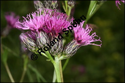 Färberscharte, Serratula tinctoria, Asteraceae, Serratula tinctoria, Färberscharte, Blühend Kauf von 00286serratula_tinctoriaimg_4335.jpg