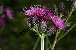 Färberscharte, Serratula tinctoria, Asteraceae, Serratula tinctoria, Färberscharte, Blühend Kauf von 00286serratula_tinctoriaimg_4336.jpg