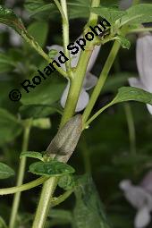 Sesam, Sesamum indicum, Pedaliaceae, Sesamum indicum, Sesamum orientale, Sesam, Blühend Kauf von 00287_sesamum_indicum_dsc_7047.jpg