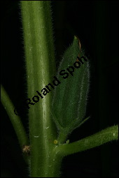 Sesam, Sesamum indicum, Pedaliaceae, Sesamum indicum, Sesamum orientale, Sesam, Blühend Kauf von 00287sesamum_indicumimg_2639.jpg