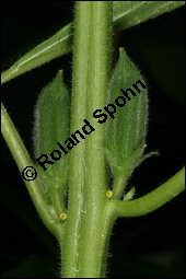 Sesam, Sesamum indicum, Pedaliaceae, Sesamum indicum, Sesamum orientale, Sesam, Blühend Kauf von 00287sesamum_indicumimg_2642.jpg
