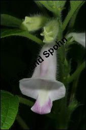 Sesam, Sesamum indicum, Pedaliaceae, Sesamum indicum, Sesamum orientale, Sesam, Blühend Kauf von 00287sesamum_indicumimg_2643.jpg