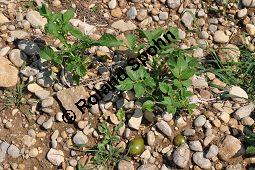Kartoffel, Solanum tuberosum, Solanaceae, Solanum tuberosum, Kartoffel, Habitus Kauf von 00291_solanum_tuberosum_dsc_0079.jpg