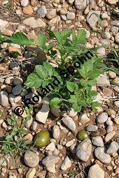 Kartoffel, Solanum tuberosum, Solanaceae, Solanum tuberosum, Kartoffel, Habitus Kauf von 00291_solanum_tuberosum_dsc_0080.jpg