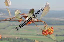 Gewöhnliche Mehlbeere, Sorbus aria, Rosaceae, Sorbus aria, Gewöhnliche Mehlbeere, Habitus, Winteraspekt Kauf von 00292_sorbus_aria_dsc_0249.jpg