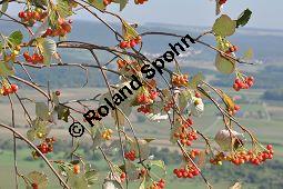 Gewhnliche Mehlbeere, Sorbus aria, Rosaceae, Sorbus aria, Gewhnliche Mehlbeere, Habitus, Winteraspekt Kauf von 00292_sorbus_aria_dsc_0250.jpg