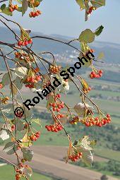 Gewhnliche Mehlbeere, Sorbus aria, Rosaceae, Sorbus aria, Gewhnliche Mehlbeere, Habitus, Winteraspekt Kauf von 00292_sorbus_aria_dsc_0251.jpg