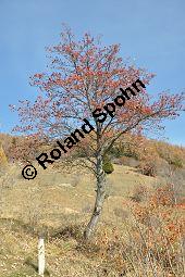 Gewhnliche Mehlbeere, Sorbus aria, Rosaceae, Sorbus aria, Gewhnliche Mehlbeere, Habitus, Winteraspekt Kauf von 00292_sorbus_aria_dsc_1121.jpg