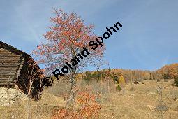 Gewöhnliche Mehlbeere, Sorbus aria, Rosaceae, Sorbus aria, Gewöhnliche Mehlbeere, Habitus, Winteraspekt Kauf von 00292_sorbus_aria_dsc_1125.jpg