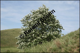 Gewöhnliche Mehlbeere, Sorbus aria, Rosaceae, Sorbus aria, Gewöhnliche Mehlbeere, Habitus, Winteraspekt Kauf von 00292sorbus_ariaimg_2078.jpg