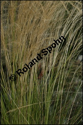 Espartogras, Stipa tenacissima, Poaceae, Stipa tenacissima, Macrochloa tenacissima, Espartogras, Halfagras, fruchtend Kauf von 00300stipa_tenacissimaimg_3630.jpg