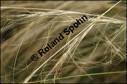 Espartogras, Stipa tenacissima, Poaceae, Stipa tenacissima, Macrochloa tenacissima, Espartogras, Halfagras, fruchtend Kauf von 00300stipa_tenacissimaimg_3631.jpg