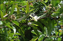 Rosenapfel, Jambuse, Syzygium jambos, Eugenia jambos, Jambosa vulgaris, Myrtaceae, Syzygium jambos, Eugenia jambos, Jambosa vulgaris, Rosenapfel, Jambuse, Blühend Kauf von 00301syzygium_jambosimg_2701.jpg