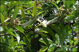 Rosenapfel, Jambuse, Syzygium jambos, Eugenia jambos, Jambosa vulgaris, Myrtaceae, Syzygium jambos, Eugenia jambos, Jambosa vulgaris, Rosenapfel, Jambuse, Blhend Kauf von 00301syzygium_jambosimg_2701.jpg