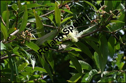 Rosenapfel, Jambuse, Syzygium jambos, Eugenia jambos, Jambosa vulgaris, Myrtaceae, Syzygium jambos, Eugenia jambos, Jambosa vulgaris, Rosenapfel, Jambuse, Blhend Kauf von 00301syzygium_jambosimg_2702.jpg