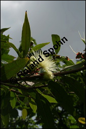 Rosenapfel, Jambuse, Syzygium jambos, Eugenia jambos, Jambosa vulgaris, Myrtaceae, Syzygium jambos, Eugenia jambos, Jambosa vulgaris, Rosenapfel, Jambuse, Blühend Kauf von 00301syzygium_jambosimg_2704.jpg