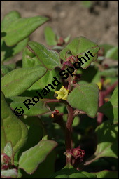 Neuseeländer Spinat, Neuseeland-Spinat, Tetragonia tetragonioides, Aizoaceae, Tetragonia tetragonoides, Neuseeländerspinat, Sommerspinat, Blühend Kauf von 00304tetragonia_tetragonioidesimg_2716.jpg