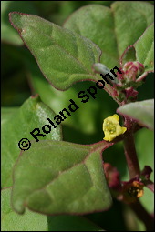 Neuseelnder Spinat, Neuseeland-Spinat, Tetragonia tetragonioides, Aizoaceae, Tetragonia tetragonoides, Neuseelnderspinat, Sommerspinat, Blhend Kauf von 00304tetragonia_tetragonioidesimg_2717.jpg