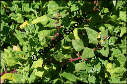 Neuseeländer Spinat, Neuseeland-Spinat, Tetragonia tetragonioides, Aizoaceae, Tetragonia tetragonoides, Neuseeländerspinat, Sommerspinat, Blühend Kauf von 00304tetragonia_tetragonioidesimg_8573.jpg