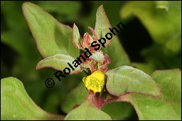 Neuseeländer Spinat, Neuseeland-Spinat, Tetragonia tetragonioides, Aizoaceae, Tetragonia tetragonoides, Neuseeländerspinat, Sommerspinat, Blühend Kauf von 00304tetragonia_tetragonioidesimg_8575.jpg