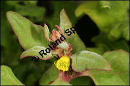 Neuseeländer Spinat, Neuseeland-Spinat, Tetragonia tetragonioides, Aizoaceae, Tetragonia tetragonoides, Neuseeländerspinat, Sommerspinat, Blühend Kauf von 00304tetragonia_tetragonioidesimg_8576.jpg