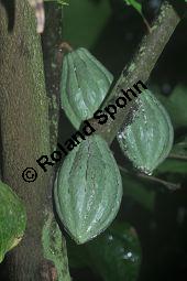 Kakaobaum, Theobroma cacao, Sterculiaceae, Theobroma cacao, Kakaobaum, fruchtend Kauf von 00306_theobroma_cacao_dsc_1732.jpg