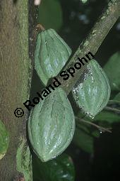 Kakaobaum, Theobroma cacao, Sterculiaceae, Theobroma cacao, Kakaobaum, fruchtend Kauf von 00306_theobroma_cacao_dsc_1734.jpg