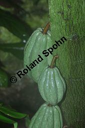 Kakaobaum, Theobroma cacao, Sterculiaceae, Theobroma cacao, Kakaobaum, fruchtend Kauf von 00306_theobroma_cacao_dsc_1735.jpg