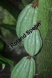 Kakaobaum, Theobroma cacao, Sterculiaceae, Theobroma cacao, Kakaobaum, fruchtend Kauf von 00306_theobroma_cacao_dsc_1736.jpg