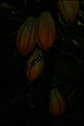 Kakaobaum, Theobroma cacao, Sterculiaceae, Theobroma cacao, Kakaobaum, fruchtend Kauf von 00306theobroma_cacaoimg_2615.jpg