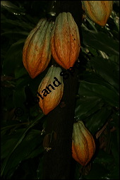 Kakaobaum, Theobroma cacao, Sterculiaceae, Theobroma cacao, Kakaobaum, fruchtend Kauf von 00306theobroma_cacaoimg_2616.jpg