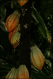 Kakaobaum, Theobroma cacao, Sterculiaceae, Theobroma cacao, Kakaobaum, fruchtend Kauf von 00306theobroma_cacaoimg_2617.jpg