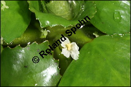 Gewöhnliche Wassernuss, Trapa natans, Trapaceae, Trapa natans, Gewöhnliche Wassernuss, Blühend Kauf von 00307trapa_natansimg_8870.jpg