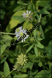 Schabzigerklee, Blauer Bockhornklee, Bisamklee, Trigonella caerulea, Trigonella melilotus-coerulea, Fabaceae, Trigonella caerulea, Trigonella melilotus-coerulea, Schabzigerklee, Blauer Bockshornklee, Bisamklee, Blhend Kauf von 00308trigonella_caeruleaimg_8967.jpg