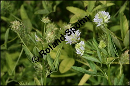 Schabzigerklee, Blauer Bockhornklee, Bisamklee, Trigonella caerulea, Trigonella melilotus-coerulea, Fabaceae, Trigonella caerulea, Trigonella melilotus-coerulea, Schabzigerklee, Blauer Bockshornklee, Bisamklee, Blühend Kauf von 00308trigonella_caeruleaimg_8968.jpg