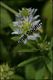 Schabzigerklee, Blauer Bockhornklee, Bisamklee, Trigonella caerulea, Trigonella melilotus-coerulea, Fabaceae, Trigonella caerulea, Trigonella melilotus-coerulea, Schabzigerklee, Blauer Bockshornklee, Bisamklee, Blühend Kauf von 00308trigonella_caeruleaimg_8969.jpg