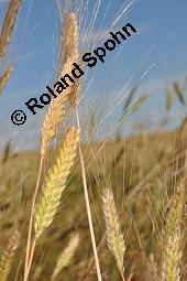 Einkorn, Einkornweizen, Triticum monococcum, Triticum monococcum, Einkorn, Einkornweizen, Poaceae, fruchtend Kauf von 00311_triticum_monococcum_dsc_6388.jpg