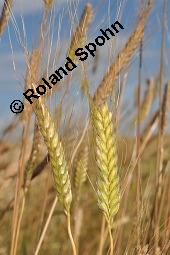 Einkorn, Einkornweizen, Triticum monococcum, Triticum monococcum, Einkorn, Einkornweizen, Poaceae, fruchtend Kauf von 00311_triticum_monococcum_dsc_6389.jpg