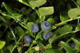 Heidelbeere, Blaubeere, Vaccinium myrtillus, Ericaceae, Vaccinium myrtillus, Heidelbeere, Blaubeere, fruchtend Kauf von 00317_vaccinium_myrtillus_dsc_2150.jpg