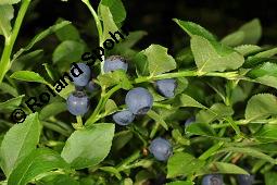 Heidelbeere, Blaubeere, Vaccinium myrtillus, Ericaceae, Vaccinium myrtillus, Heidelbeere, Blaubeere, fruchtend Kauf von 00317_vaccinium_myrtillus_dsc_2151.jpg